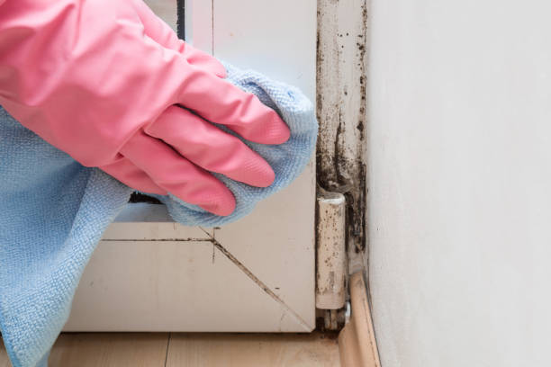 Reliable Melbourne, FL Mold Inspection, Removal & Remediation Solutions